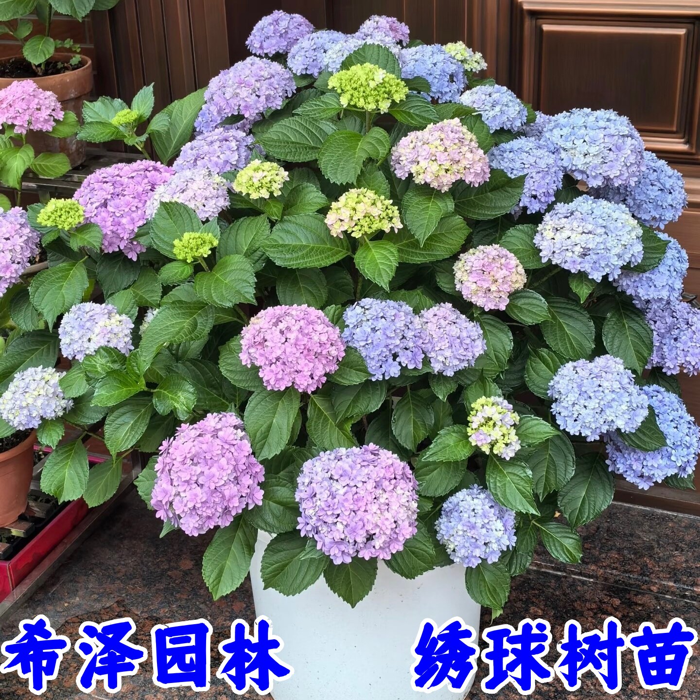 绣球花苗盆栽室内阳台庭院植物