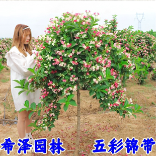 五彩锦带花树苗盆栽锦带小苗庭院大型耐寒风景树高杆五彩锦带树苗