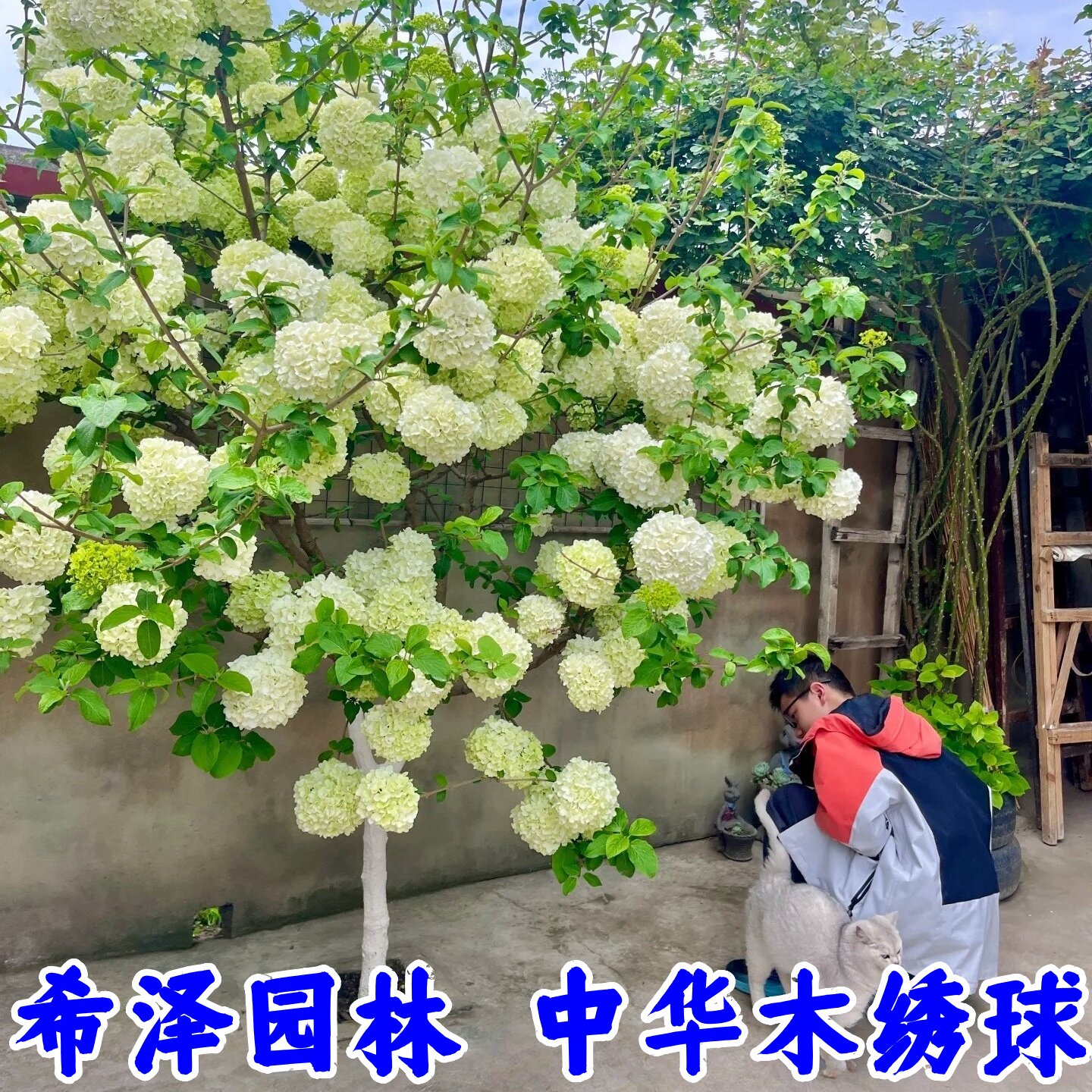 中华木绣球树苗大花斗球白麻球苗