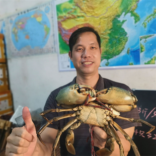 费 大螃蟹鲜活青蟹广西大青蟹1斤超大特大生猛海鲜公母任选顺丰 免邮