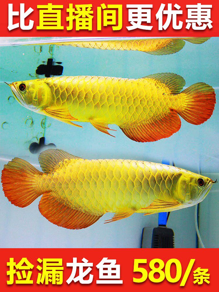 金龙鱼活鱼幼苗小鱼苗观赏鱼印尼辣椒红龙鱼练手蓝底过背活体金龙
