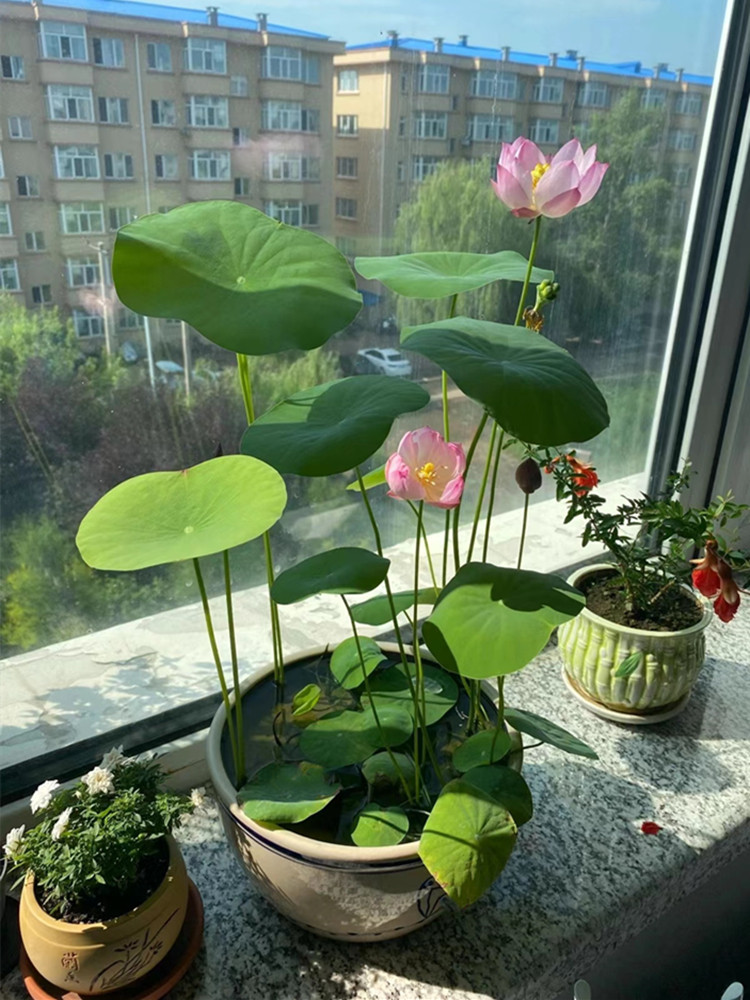 碗莲水培植物花卉室内花好养四季开花种子籽水养荷花盆栽客厅睡莲