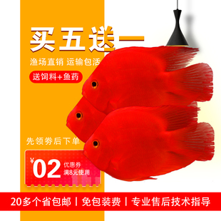鹦鹉鱼热带观赏血鹦鹉鱼鱼活体中大型鱼苗淡水元宝红财神地图