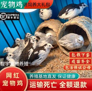 网红宠物鸡活体迷你鸡下蛋宠物活物观赏鸡全色系纯白礼服包活好养
