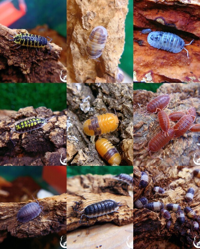 鼠妇活虫宠物潮虫子西瓜虫桌面景观 鸭仔奶牛爬宠学生物实验观察