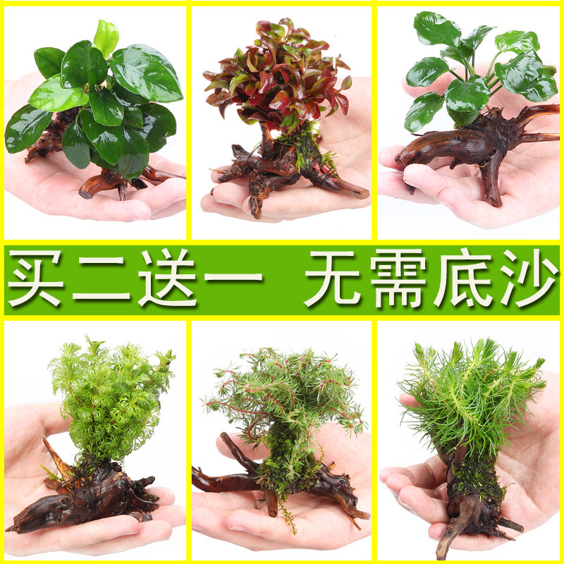 水草植物鱼缸造景装饰沉木水榕懒人新手爬地珍珠皇冠增氧净化真草