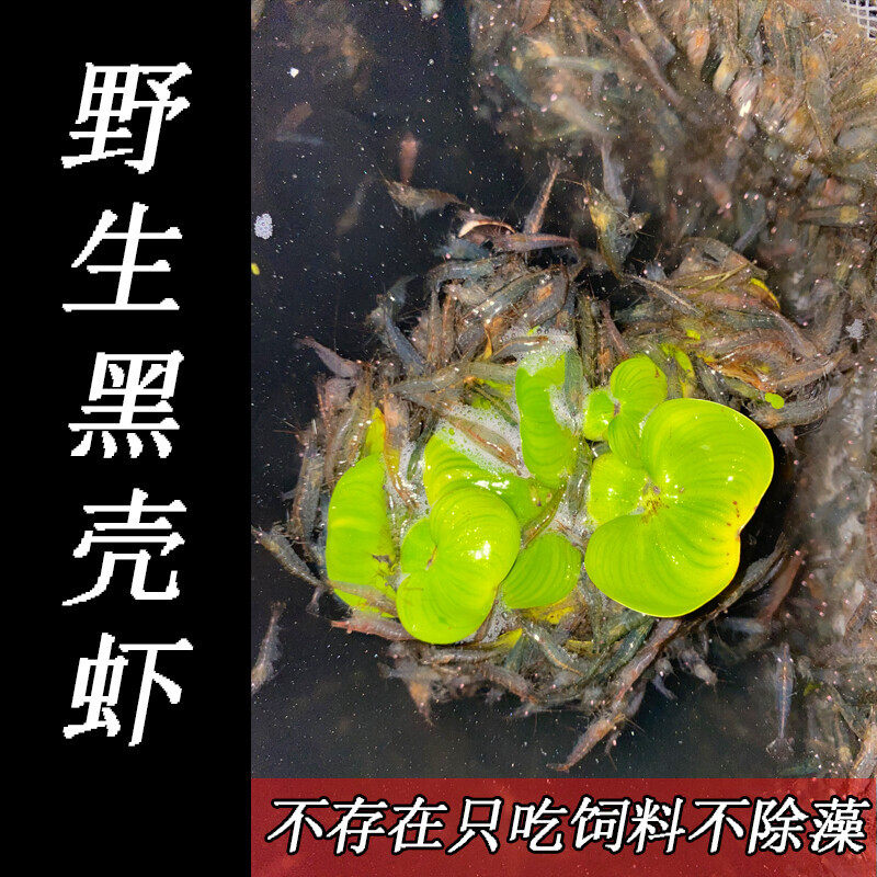 除藻黑壳虾观赏清洁虾工具虾草缸虾