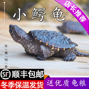 北美大鳄龟苗纯佛杂佛爆刺王小乌龟活物稀有活体小宠物家养观赏龟