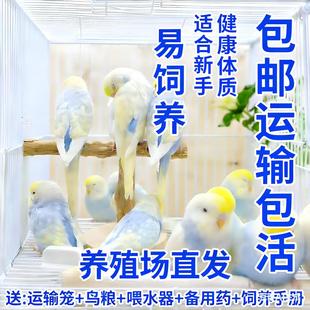 手养金彩虎皮鹦鹉活体鸟活物家养宠物小鸟可教说话鸟类亲人可繁殖