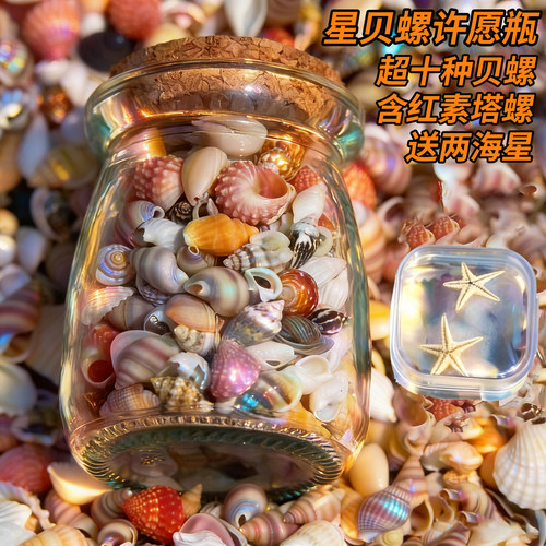 超十种海螺贝壳许愿瓶玻璃瓶木塞