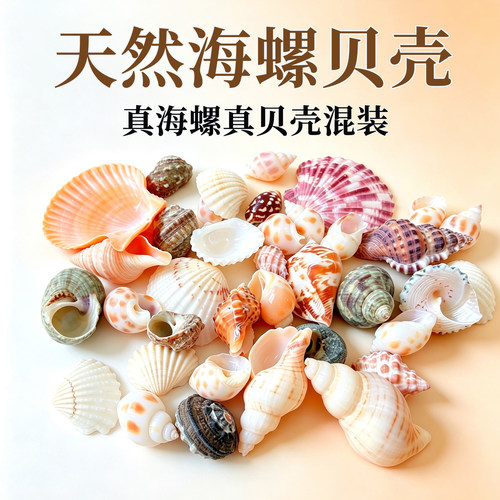 真海螺贝壳混装鱼缸造景材料包
