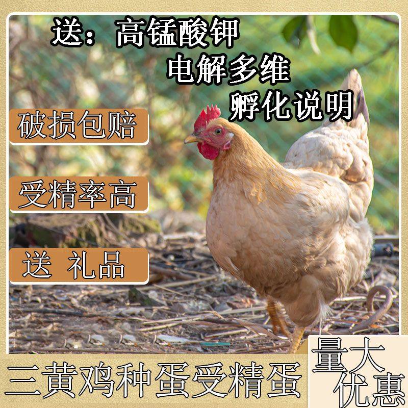 三黄鸡种蛋受精蛋可孵化小鸡种蛋受精蛋新鲜现捡量大优惠宠物鸡,宠物/宠物食品及用品,宠物鸡,淘宝优惠券,粉丝福利购,淘宝优惠卷