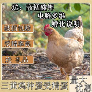三黄鸡种蛋受精蛋可孵化小鸡种蛋受精蛋新鲜现捡量大优惠宠物鸡