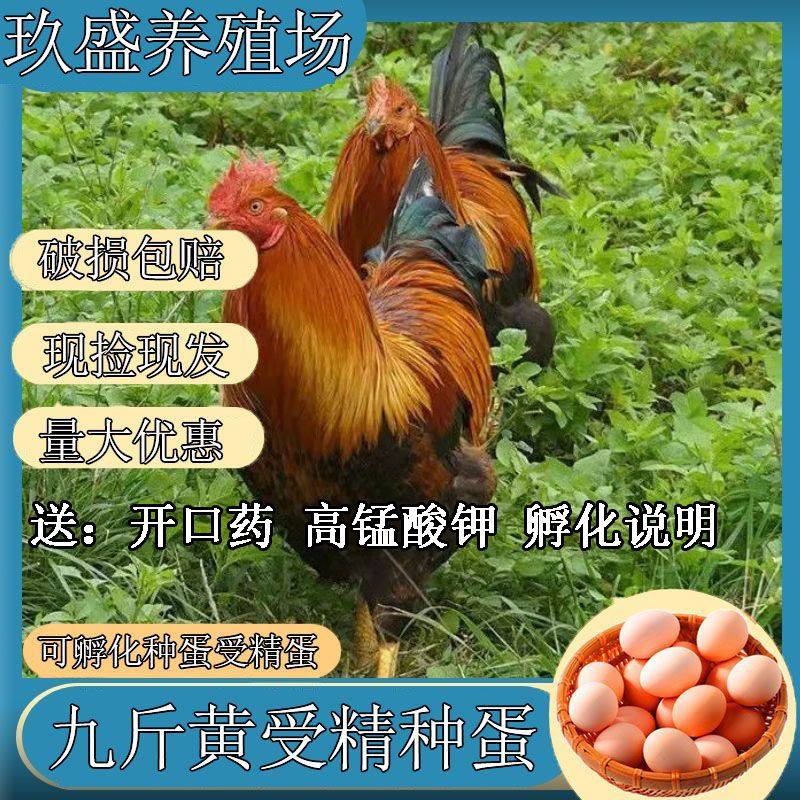 【50枚】受精种蛋可孵化小鸡受精蛋黄脚九斤黄种受精蛋30枚宠物鸡,宠物/宠物食品及用品,宠物鸡,淘宝优惠券,粉丝福利购,淘宝优惠卷