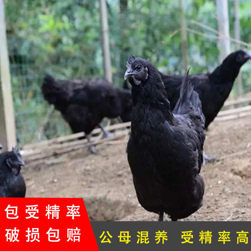 五黑鸡种蛋受精蛋可食用可孵化鸡活珠子/毛胚蛋