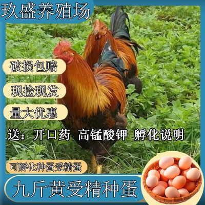 受精种蛋可孵化小鸡受精蛋黄脚九斤黄种蛋受精蛋土鸡种蛋  宠物鸡
