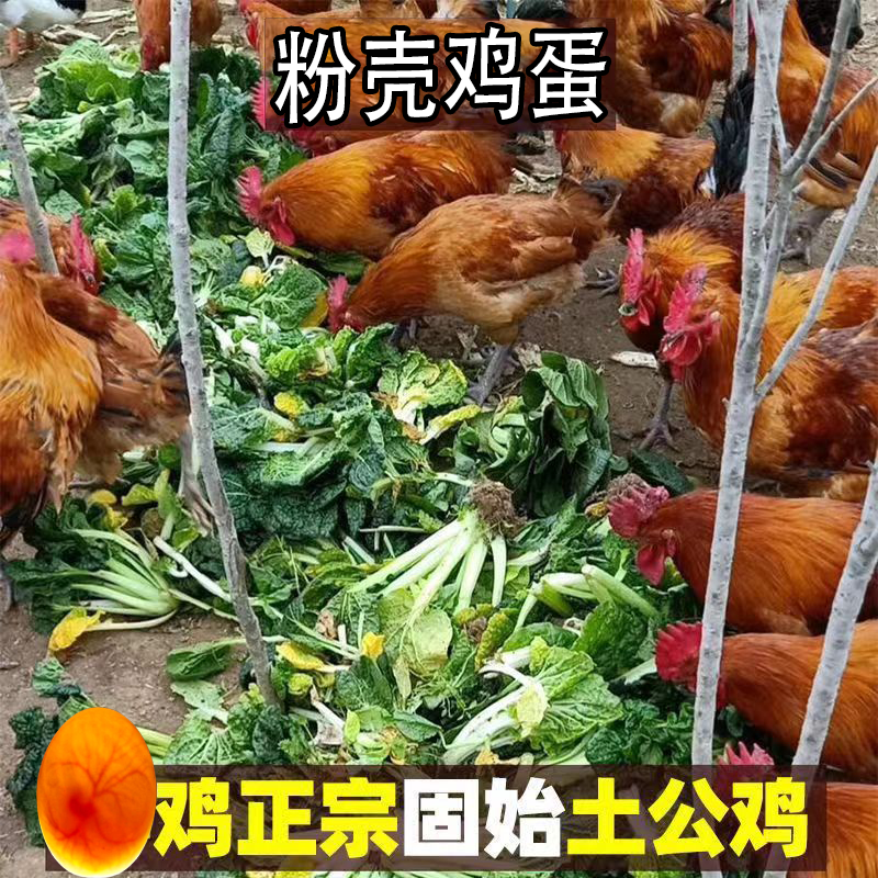固始鸡粉壳蛋可繁殖蛋公母混养散养土鸡蛋草鸡蛋代发量大优惠包邮