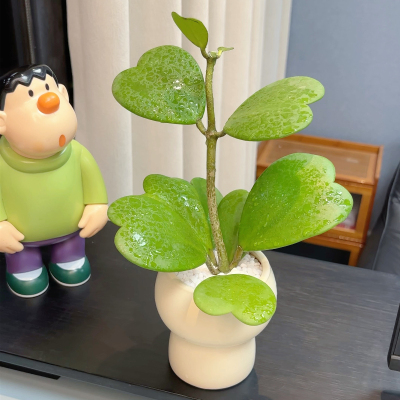 心叶球兰小盆栽绿植仙人掌科