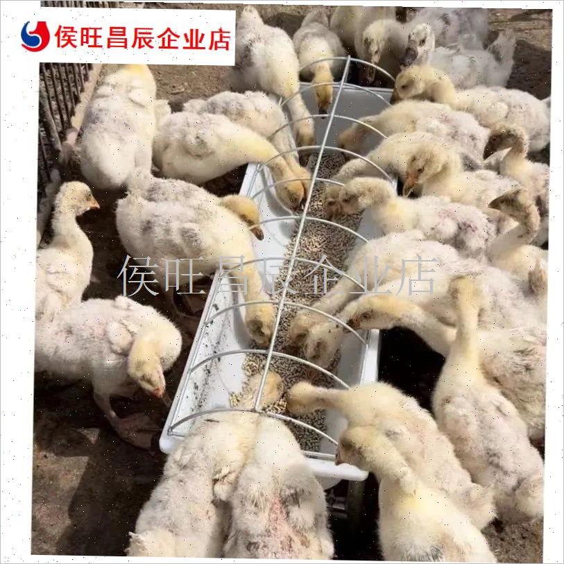 鸭鹅用食槽料槽水槽长方形喂饲料槽子塑料饮喝水盆Y养鸭鹅产品