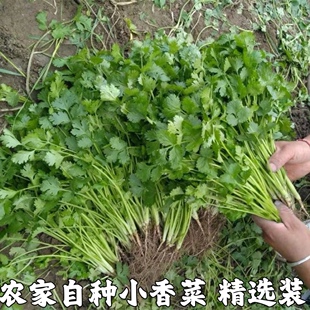新鲜香菜 芫荽 乌苏 芫茜小种香菜 新鲜香菜香菜特香 配菜 包邮