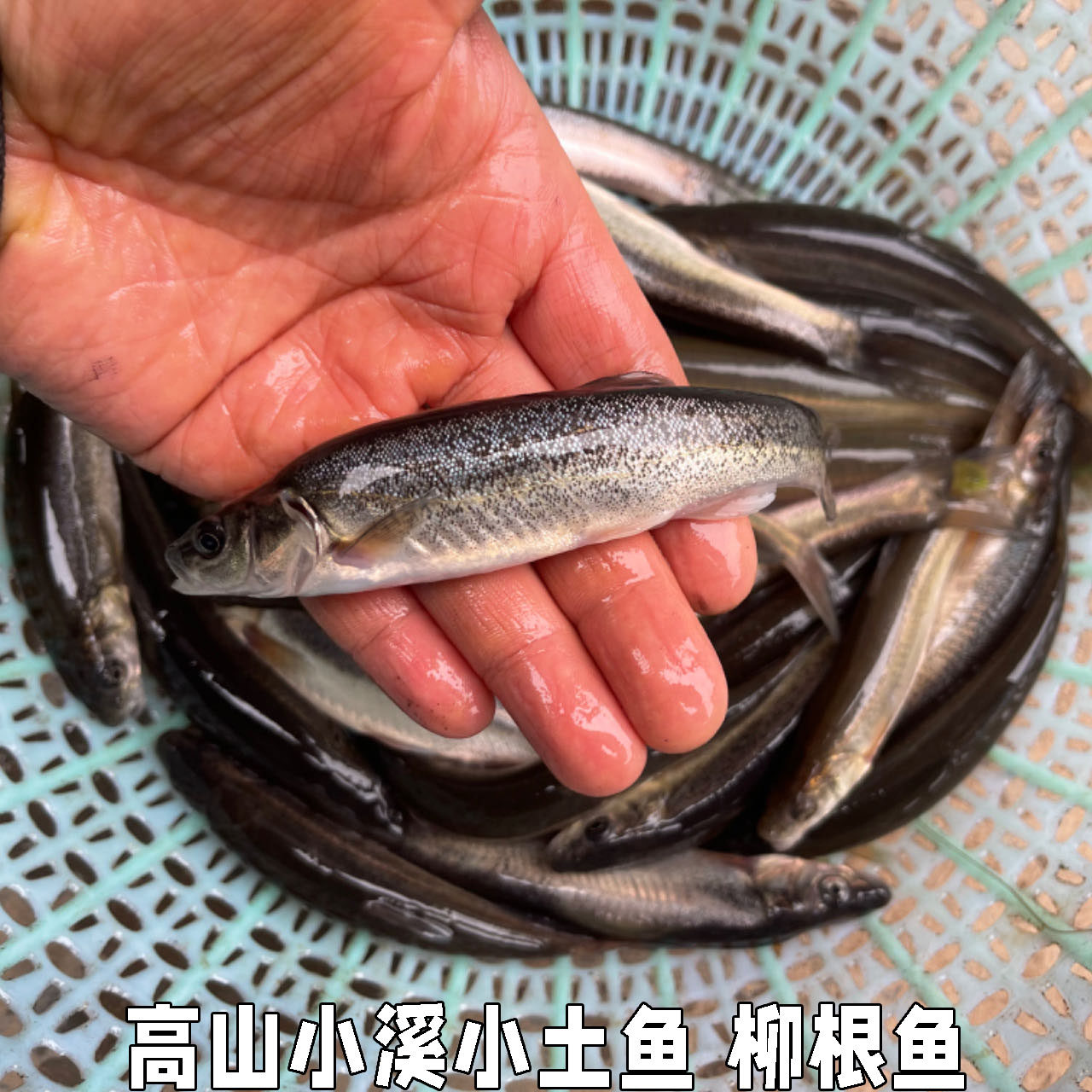 湖北高山小溪冷水鱼柳根鱼鲜活鱼鲜活水产小鱼生鲜小杂鱼小溪鱼