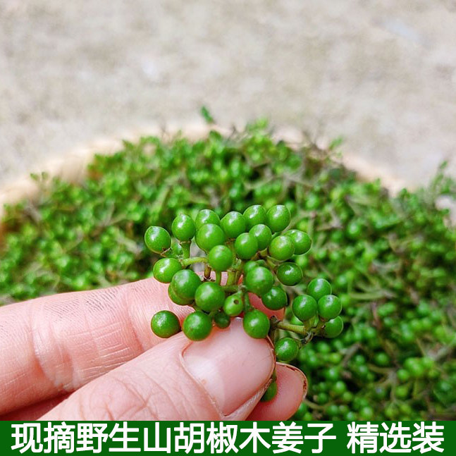 湖北野生山胡椒新鲜木姜子现摘山仓子做菜配料调料深山采摘