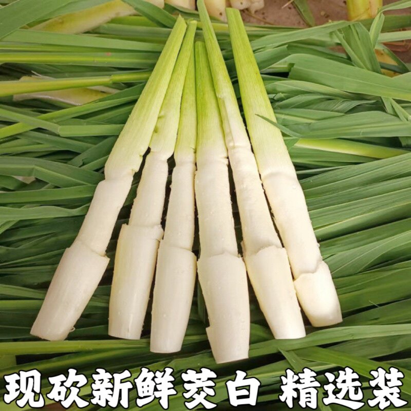 茭白笋时令新鲜蔬菜茭白农家高笋鲜嫩高山蔬菜现采加冰发货包邮