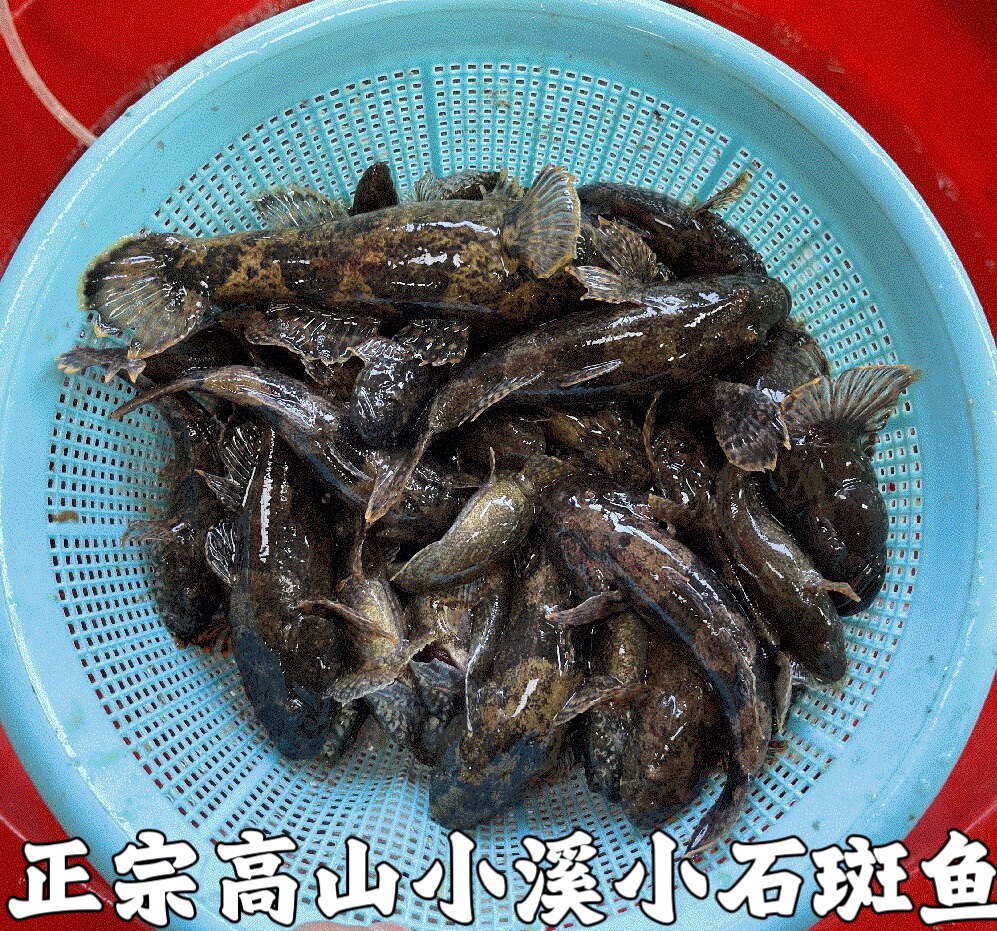 湖北宜昌石斑鱼小河鱼新鲜小石斑鱼淡水鱼小土鱼小麻鱼现杀包邮