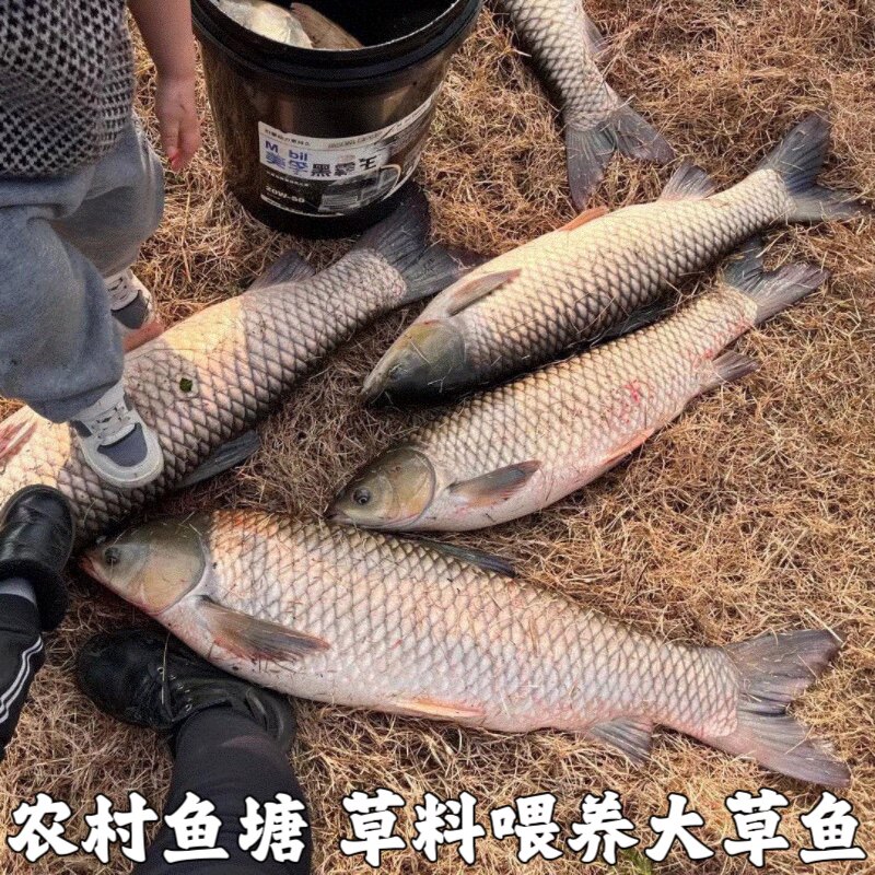 湖北宜昌新鲜草鱼鲜活水产食用淡水草鱼皖鱼农家鱼塘大草鱼包邮