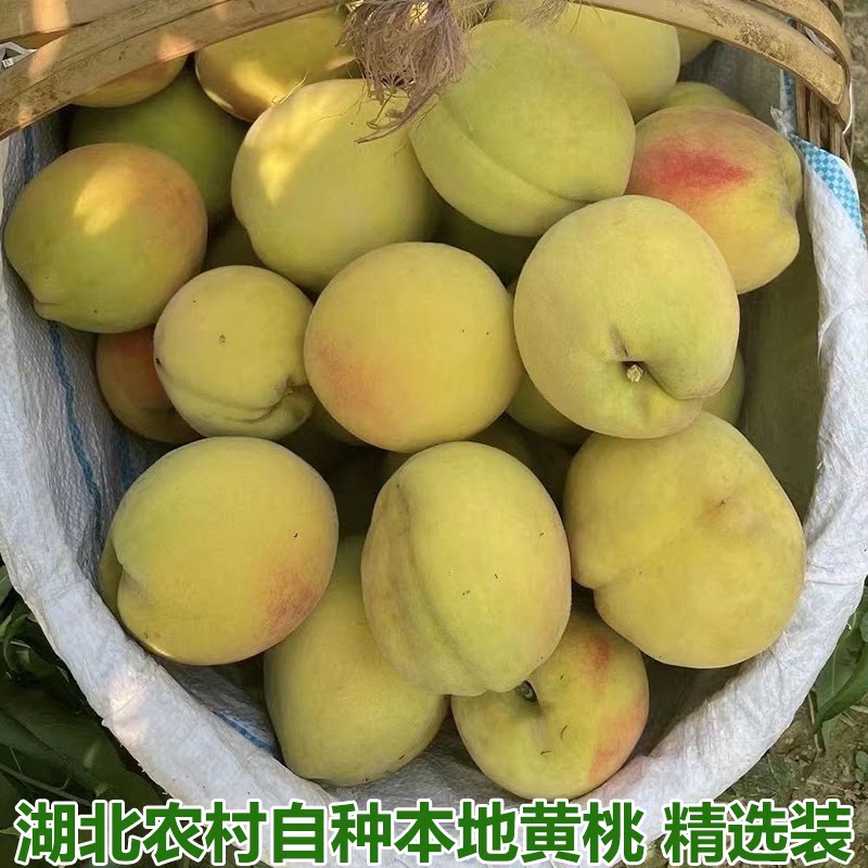 黄桃新鲜水果黄毛桃蜜桃黄金桃应季新鲜水果精选特大果大黄桃包邮