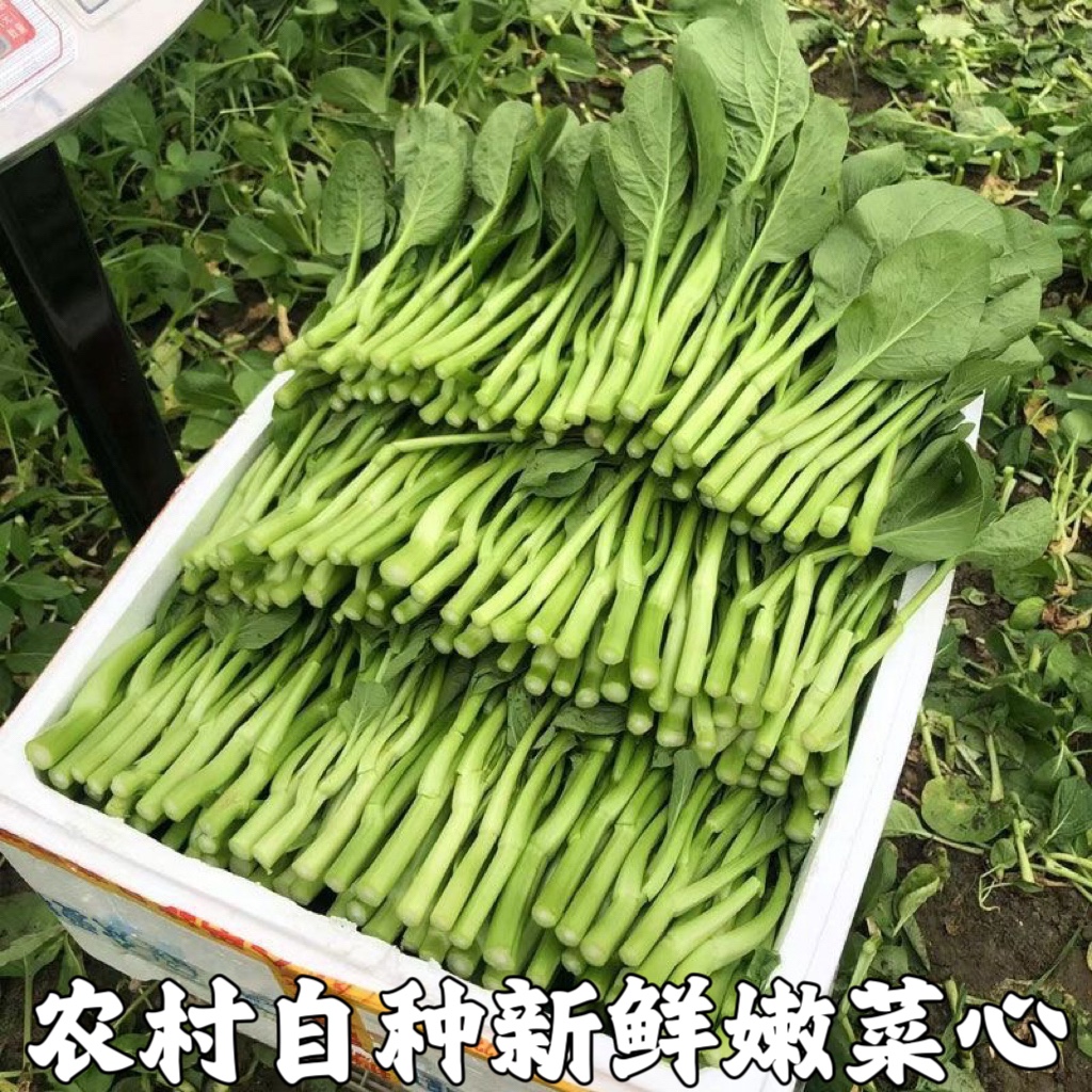 菜心新鲜菜心仔小菜正宗菜心苗菜杆菜苔小青菜生吃即食蔬菜菜心苗