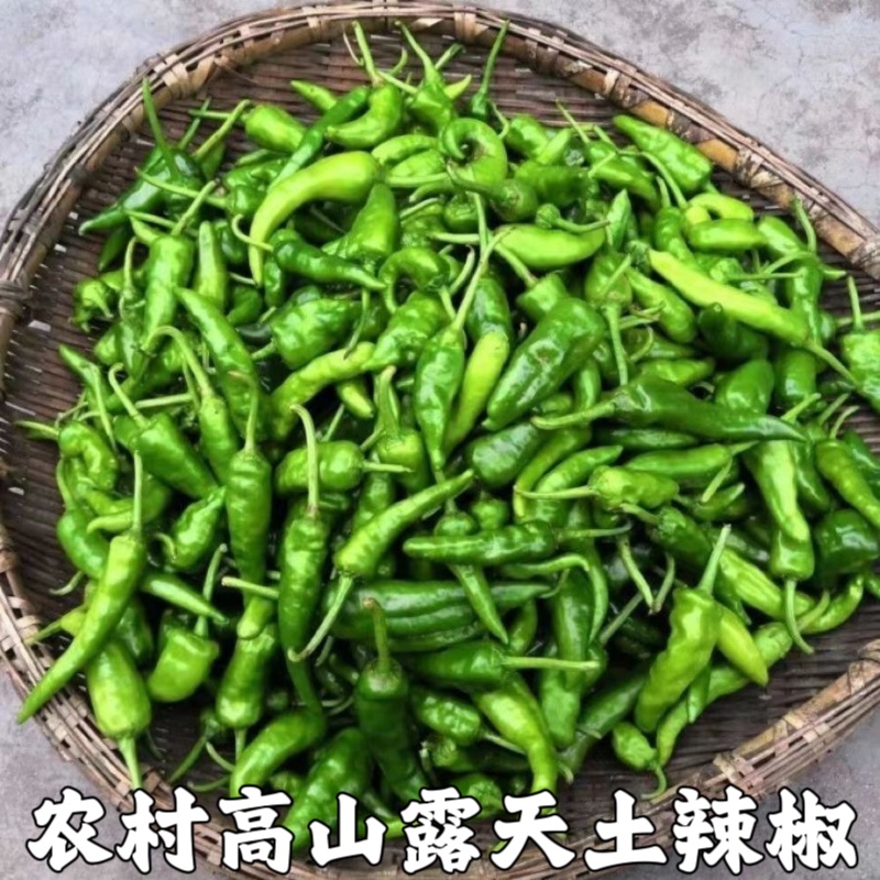 湖北农家新鲜土辣椒 薄皮青辣椒露天小土辣椒做泡椒酸辣椒包邮