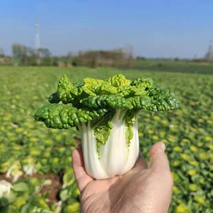 新鲜黄心菜霜冻黄心乌菊花心塔菜小白菜卷心菜农家自种应季蔬菜