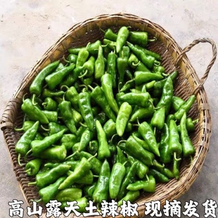 余干椒新鲜土辣椒超辣青椒本地辣椒薄皮辣椒湖北宜昌农家自种直销