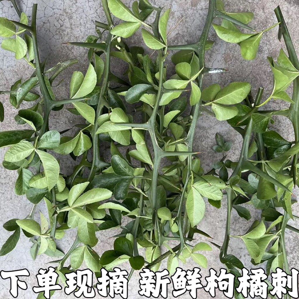 枸橘刺新鲜桔子刺臭橘刺现采积实刺枳壳苗柑桔刺橘子带刺可煮水