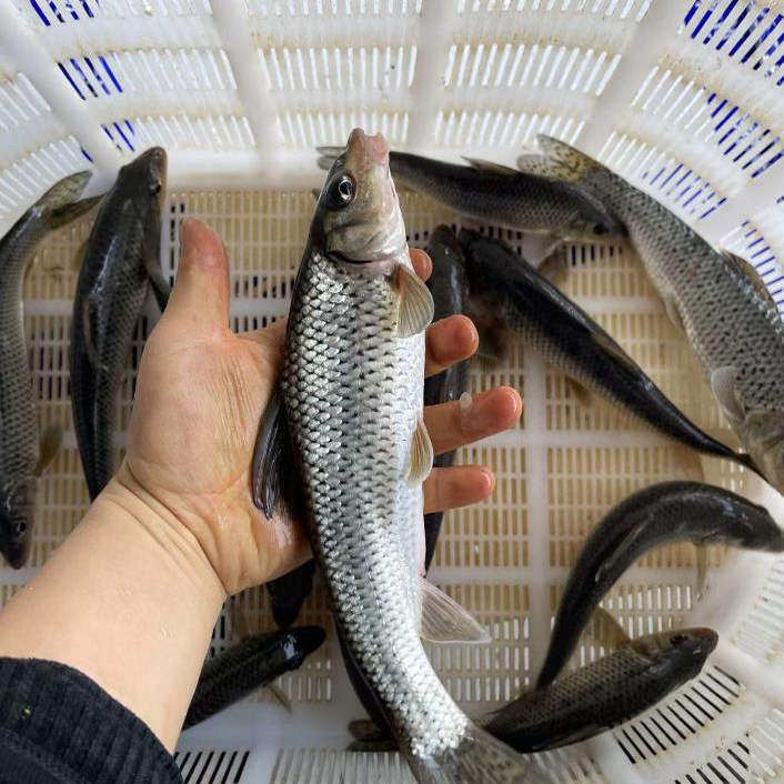 鲜活水产淡水鱼新鲜青竹鱼花骨鱼花菇鱼激浪鱼马鲫鸡骨鱼足称现杀