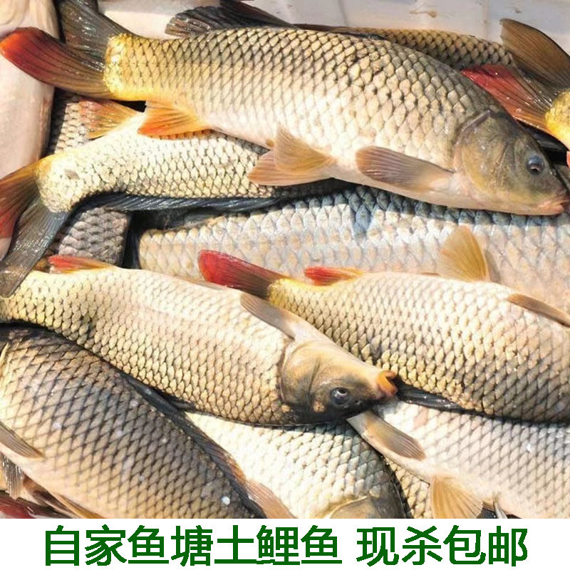 农家新鲜鲤鱼现杀4斤包邮