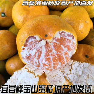 宜昌蜜桔 橘子新鲜水果当季整箱青皮孕妇水果早熟无籽柑橘桔子