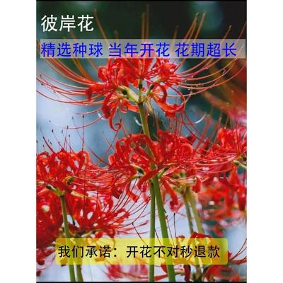 彼岸花种球曼珠沙华盆栽红花换锦石蒜大种球阳台花卉浓香晚香玉