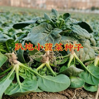 红根菠菜趴地小菠菜露天霜打大叶矮杆红根青菜蔬菜种子笨菠菜种子