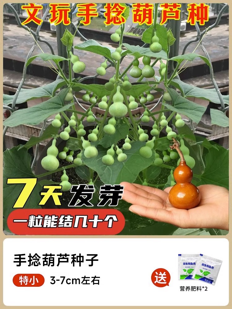 手捻小葫芦籽种子文玩葫芦盆栽种孑大全阳台庭院爬藤植物四季观赏