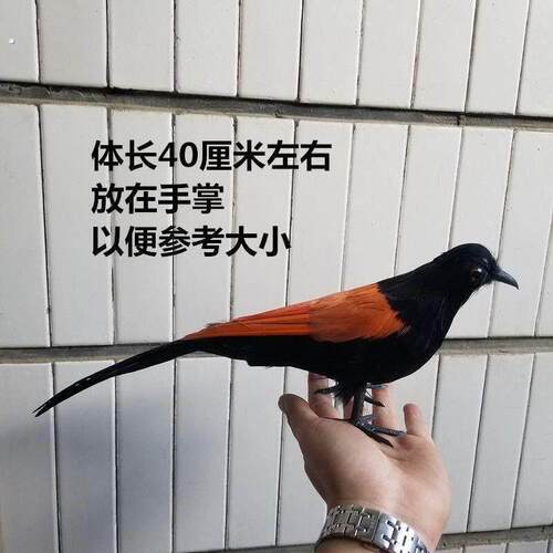 红毛鸡标本仿真模型假媒园林装饰工艺品摄影道具教学演示景观造景