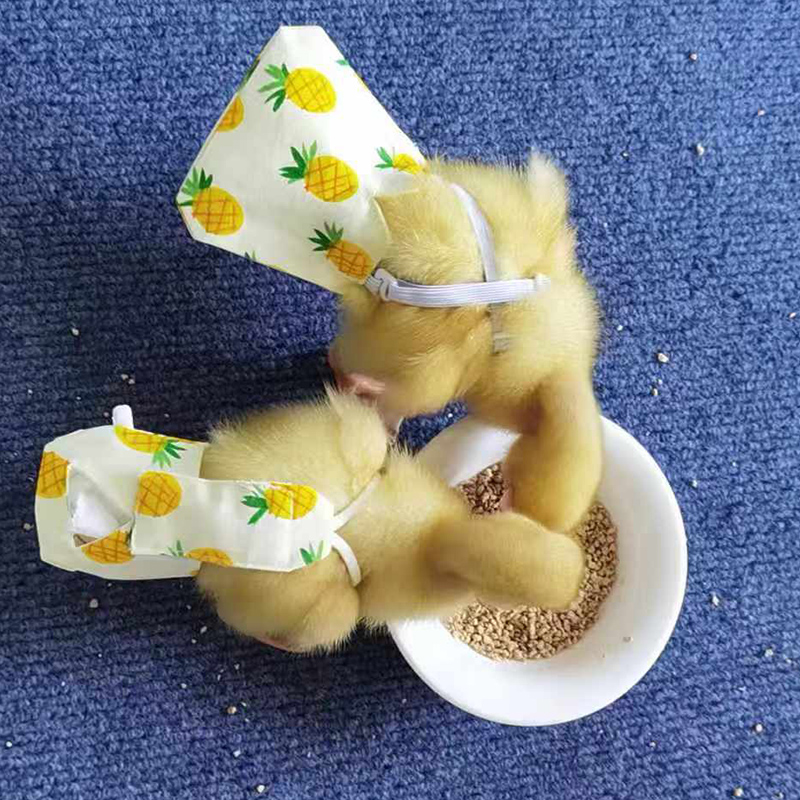 柯尔鸭尿不湿鸡鸭鹅通用