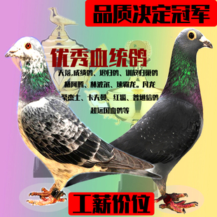 信鴿活體一對原配種鴿公棚賽鴿名次成績血統鴿遲歸鴿天落鳥活 包郵