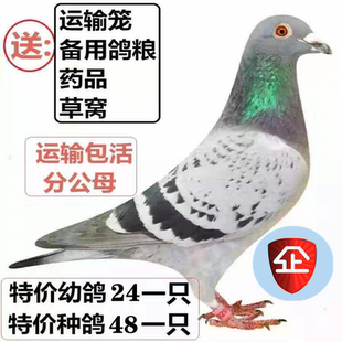 信鴿活體一對幼鴿賽鴿比賽天落鳥遲歸鴿 青年 包郵 成績鴿成年種鴿