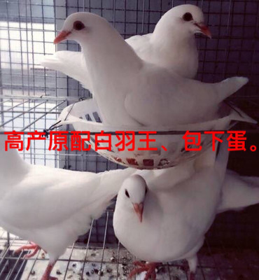 鸽子活一对白羽王肉鸽下蛋种鸽信鸟