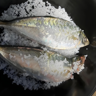 东山岛特大土豪养殖新鲜巴浪鱼冰鲜刺巴鱼棍子鱼池鱼黄占池仔海鱼