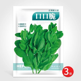 无须豌豆尖种籽吃苗水培蔬菜豌豆苗芽苗菜种孑荷兰豆子阳台秋冬季