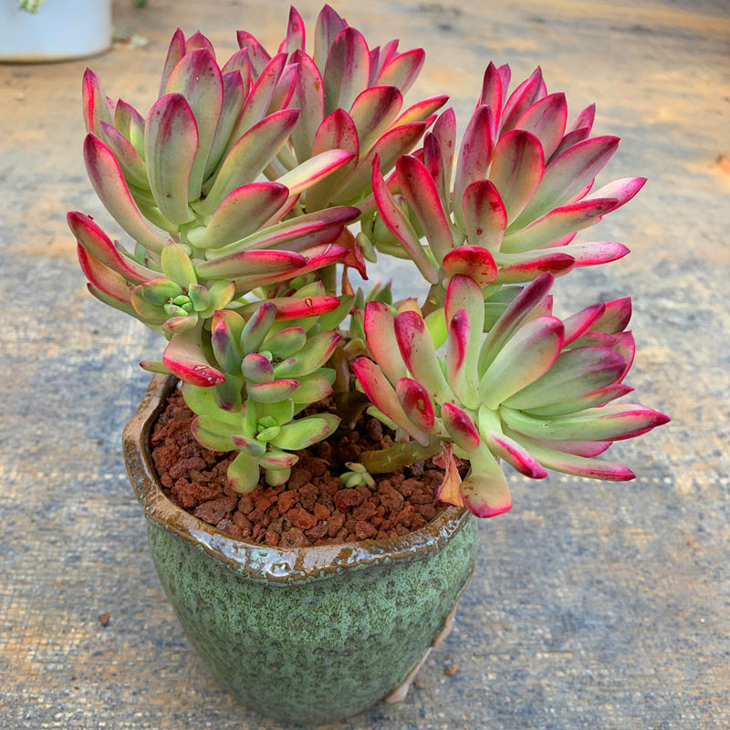 红稚莲锦小叮当老桩多肉植物盆栽绿植花卉云南昆明w基地直发露养