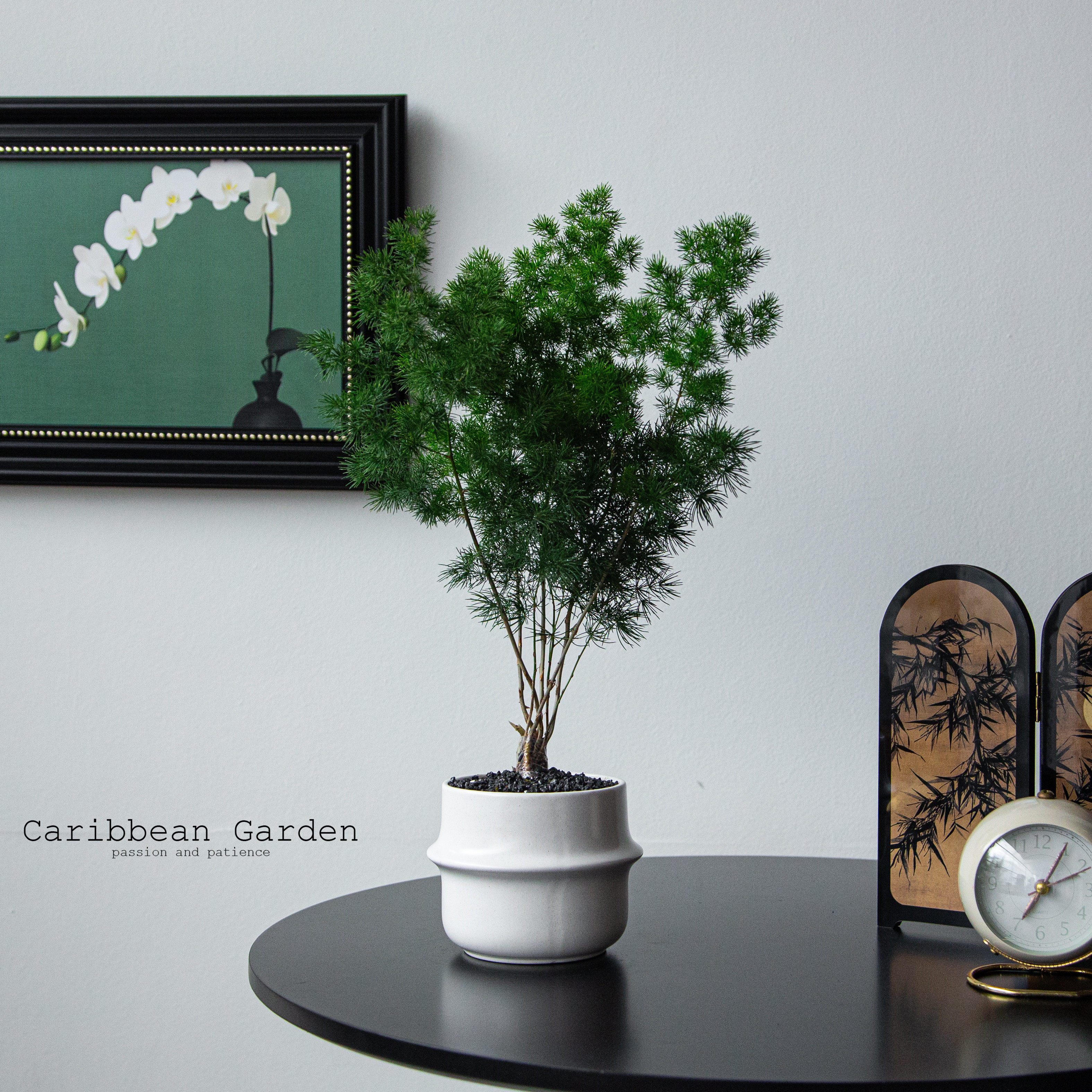 蓬莱松盆栽小客厅绿植桌面植物室内花卉老桩迎客松文竹禄四季好养,鲜花速递/花卉仿真/绿植园艺,绿植,淘宝优惠券,粉丝福利购,淘宝优惠卷